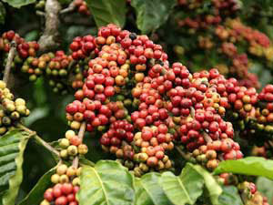 邦美蜀咖啡节成为国家的一大盛会