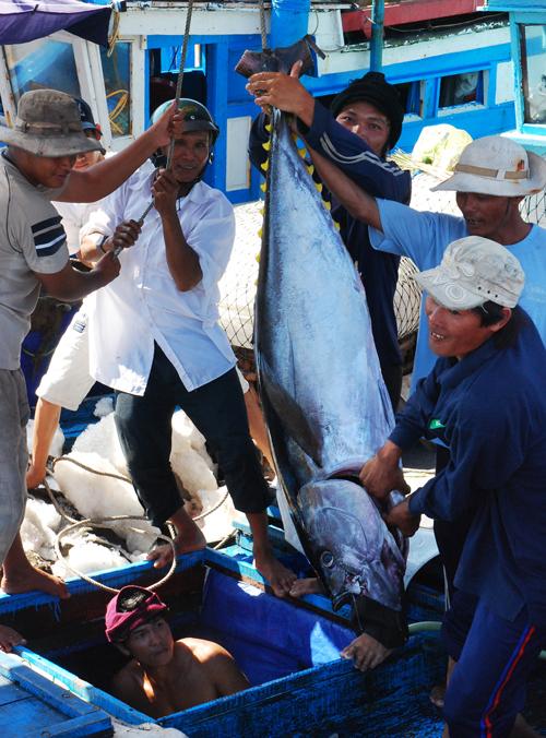 Sea tuna catch hits record high