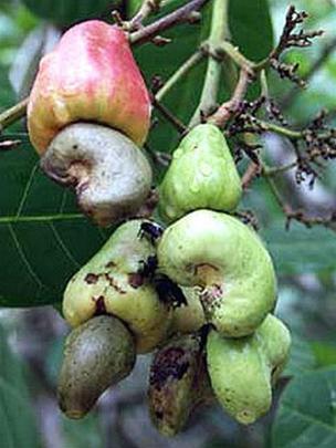 Cashew exports likely to fulfil the year’s target
