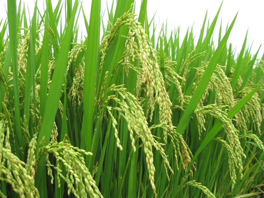 Second rice festival to be held in Soc Trang