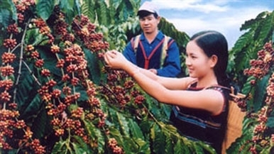 VND5,000 billion to purchase coffee from farmers