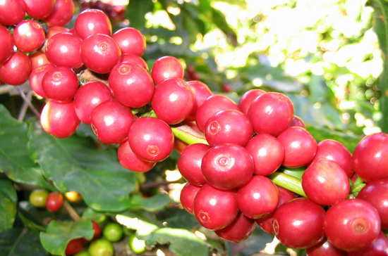 Agricultural, forestry and seafood products for export valued at USD 2 billion