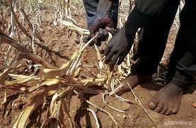Impact du changement climatique sur la crise alimentaire