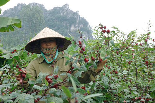 Mùa thu hoạch chè đỏ