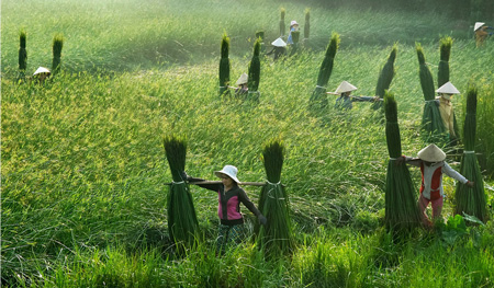 2011年第36届胡志明市艺术图片征集比赛共16幅作品获奖
