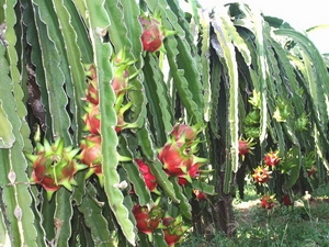 Vegetable exports likely to boom