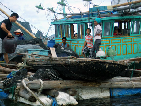 Quảng Ninh Triển khai thành lập nghiệp đoàn nghề cá - “Mái nhà chung” cho ngư dân