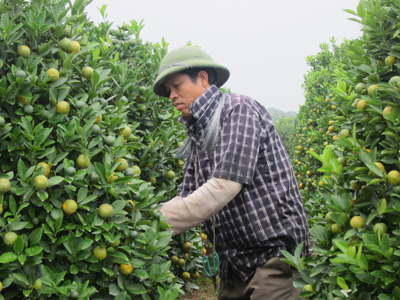 Quất cảnh Hoàn Long