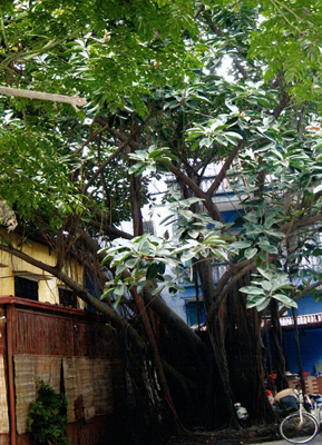 Doanh nhân thành đạt cung tiến cây đa quý vào di tích đền thánh Chử Đồng Tử