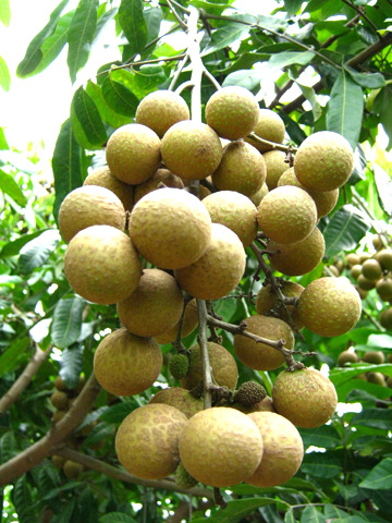 Bảo tồn giống nhãn đặc sản và nâng cao chất lượng, giá trị sản phẩm vùng chuyên canh nhãn