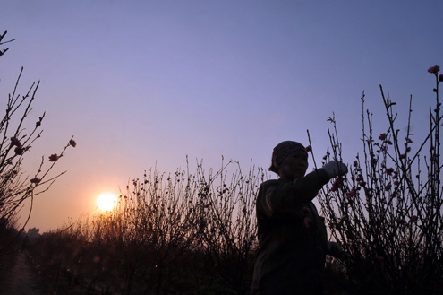 Peach Village hurry to collect crop