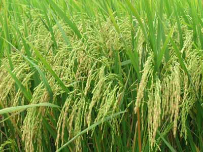 Huyện Tam Dương Vĩnh Phúc  Chủ động cung cấp nước tưới cho sản xuất vụ đông xuân 2011-2012