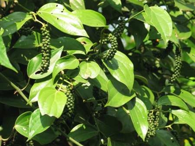 Pepper exports in 2011 sees 86 increase in value