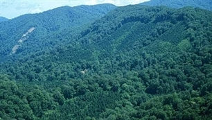 Vietnam to increase forest coverage to 42 percent by 2015