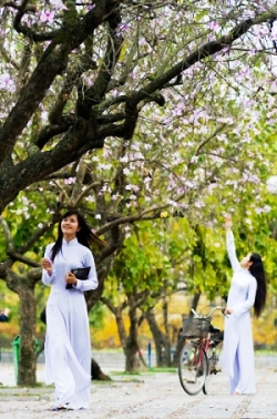Hoa trên đường phố
