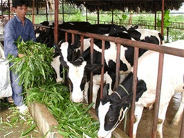 Finding better ways for animal husbandry