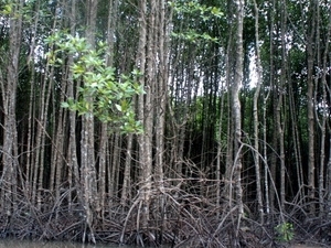 越南将加强可持续森林管理工作