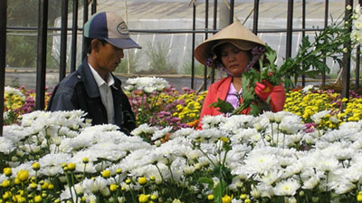 Flower export turnover posts USD 60 million in 2010
