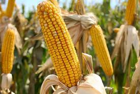 Hausse de 10 des plantations d OGM dans le monde en 2010