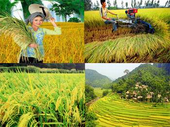 Tam Nong support project for poor provinces approved