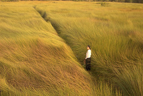 Chiếu miễn phí phim tranh giải Cánh diều vàng