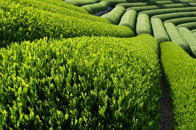 Agricultural, forest and seafood exports rise 33 3 in first quarter