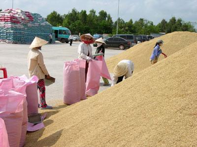 Nearly VND 60 billion supplemented for importing seeds for national reserve