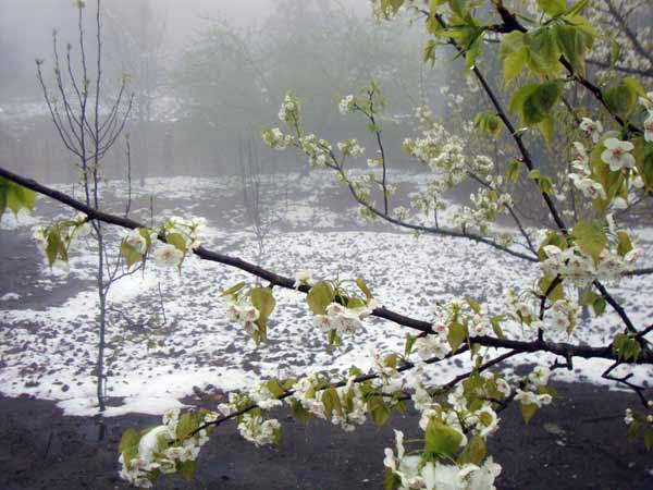 热带飞雪覆盖沙巴