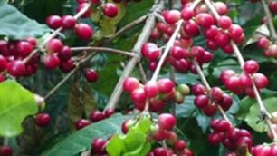 Vietnamese coffee’s prestige enhanced in the world