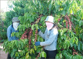 Breakthrough for VN’s coffee quality