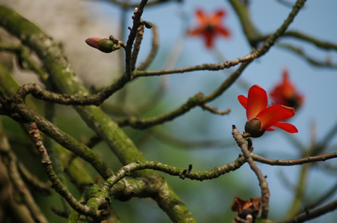 La couleur rouge de la Fleur de kapokier