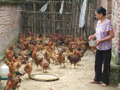 Vĩnh Phúc Phát triển chăn nuôi theo hướng sản xuất hàng hóa
