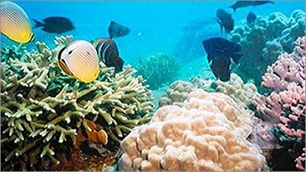Nước biển và thuỷ sinh Việt Nam không bị nhiễm phóng xạ