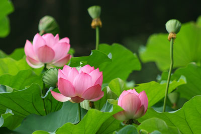 岘港：大多投选票将莲花评选为国花