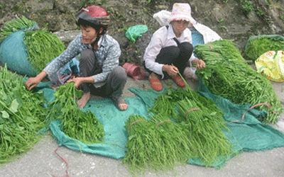Xã Hồ Sơn Tam Đảo  Đẩy mạnh phát triển kinh tế