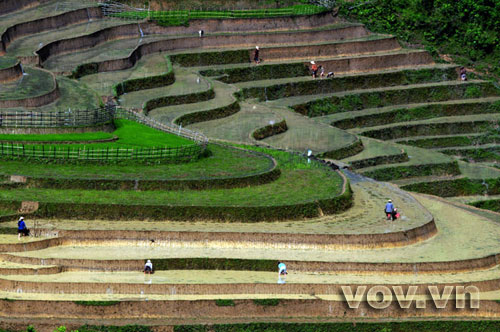 Vẻ đẹp ruộng bậc thang mùa cấy