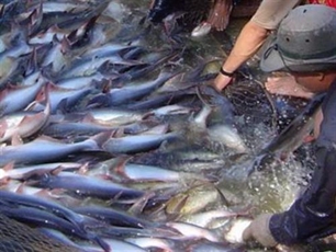 EU wants to import more tra fish
