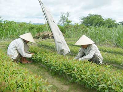 Phát triển kinh tế đồi rừng ở Trung Mỹ