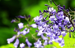 La floraison des flamboyants à Hanoï