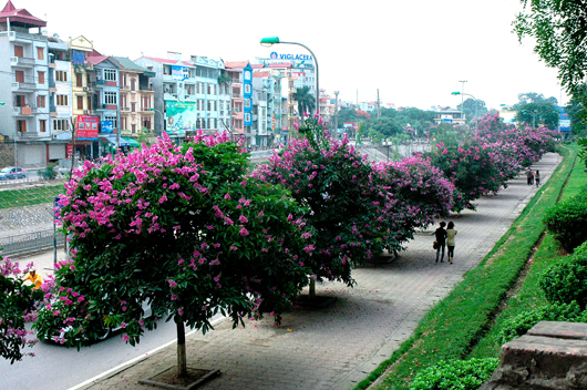 Hà Nội mùa hoa tím