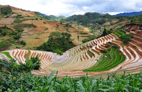 Mu Cang Chai in cultivation season