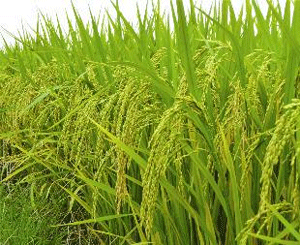 Triển khai kế hoạch sản xuất vụ mùa - vụ đông năm 2011