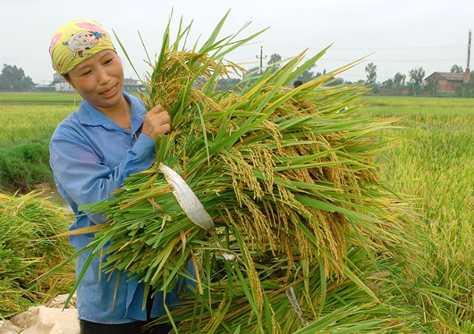 Rộn rã mùa vàng