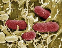 La France compte dix cas d infection à l E coli