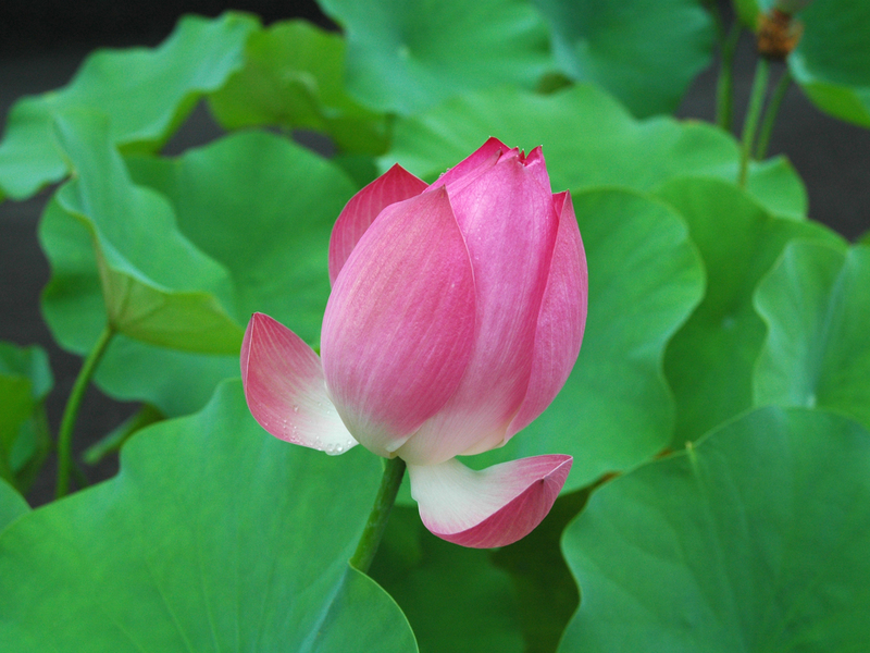 La pureté du lotus du lac de l’Ouest