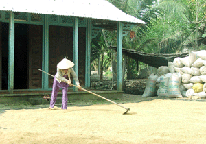 Nông dân cần được hưởng lợi nhiều hơn từ xuất khẩu gạo