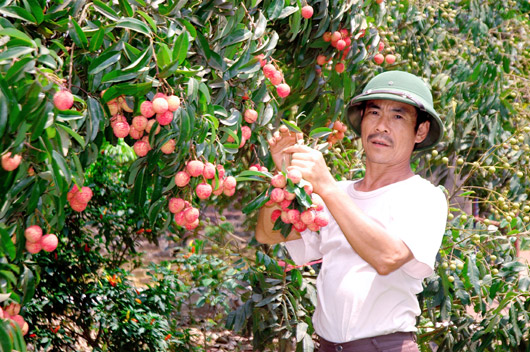 Lục Ngạn mùa vải chín