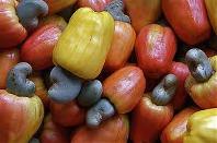 Import tax on raw cashew nuts cut to 3 percent