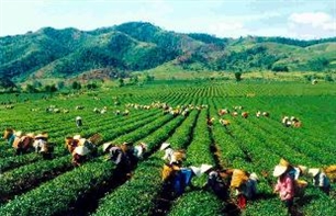 Vietnam, Mexico enhance agricultural cooperation