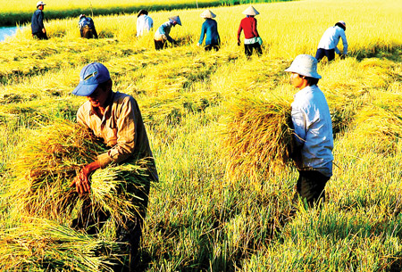 Chính sách đất nông nghiệp ở Việt Nam